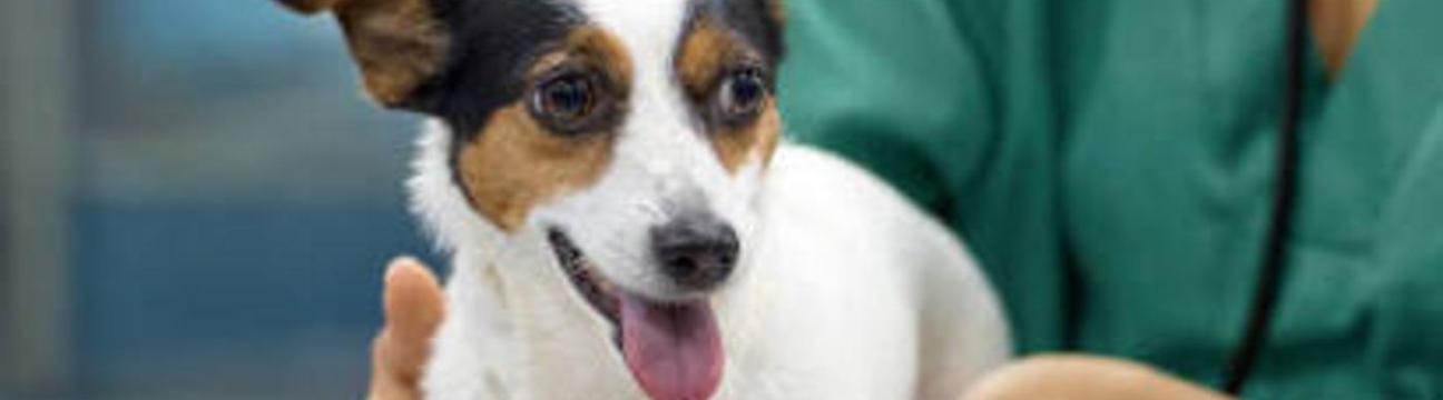 Best Vet In  Singapore