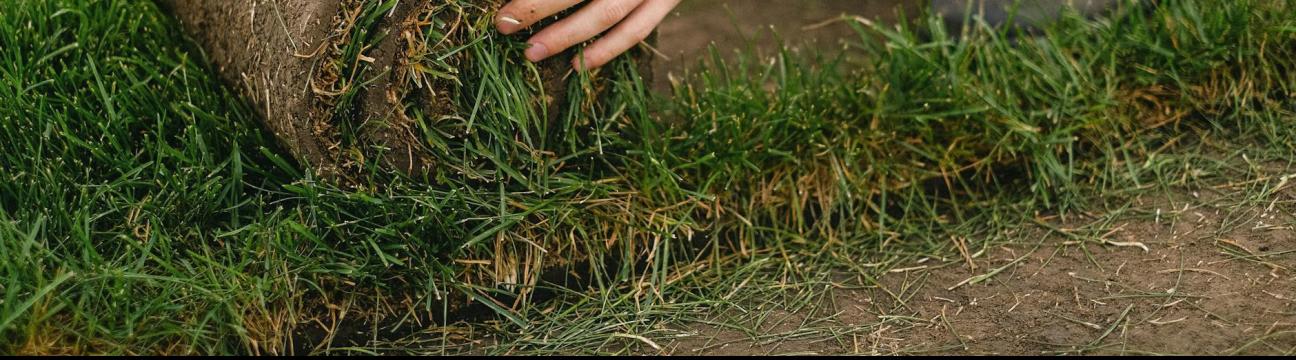 Texas Sod Pros