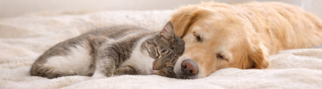 Gentle Pet Passages