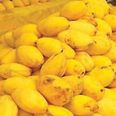 Mango Companies In Pakistan